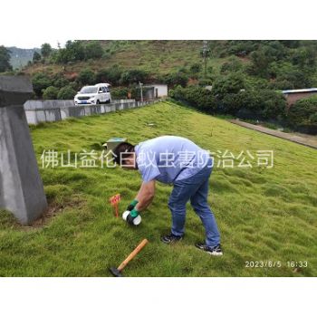 明城水利工程红火蚁防治